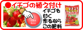 ２月のイチゴの植え付け、追肥.png