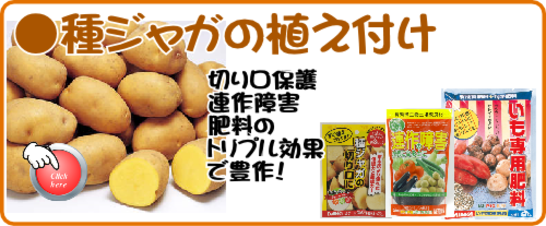 ２月　ジャガイモの植え付け.png
