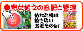 １月寄せ植えの追肥と管理.png