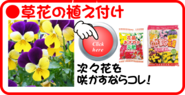 １月　草花の植え付け.png