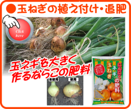 １月  玉ねぎの植え付けと追肥.png
