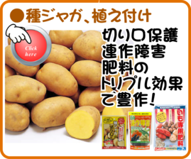 １月　ジャガイモの植え付け.png