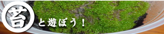 苔と遊ぼう！.png