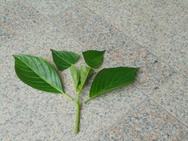 DSC00120.JPG