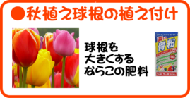 １０月の園芸作業秋[[植え球根.png