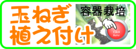 植え付け  玉ネギ　容器栽培png.png