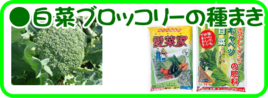 １０月の園芸作業白菜ブロッコリー.png