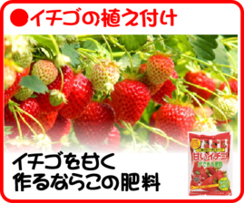 １０月の園芸作業　イチゴ.png