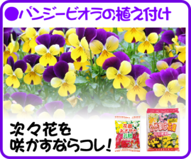 １０月の園芸作業パンジー.png