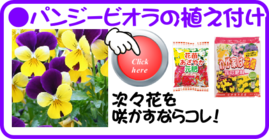 １２月　パンジーの植え付け.png
