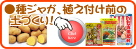 １２月　ジャガイモの植え付け.png