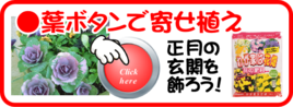 １２月の葉ボタンで寄せ植えづくり.png