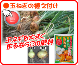１２月　玉ねぎの栽培.png