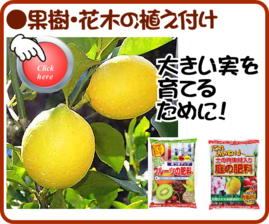 １２月の果樹花木の植え付け.png