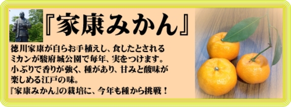 家康ミカン.jpg