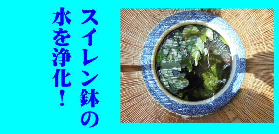 スイレン鉢の水をきれいに.png