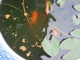 DSC00653.JPG