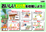 わけぎの育て方○.png