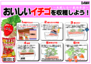 イチゴの育て方○.png