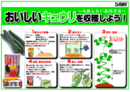 キュウリの育て方.png