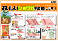 ショウガの育て方○.png