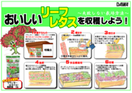リーフレタスの育て方○.png
