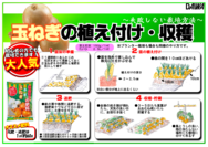 玉ねぎの育て方　-苗-.png