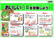 白菜の育て方○.png