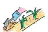 とうもろこし 追肥.png