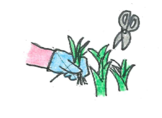 とうもろこし 間引き.png