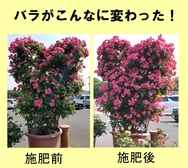 バラがこんなに変わった.jpg