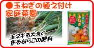 玉ねぎの植え付け　家庭菜園.png