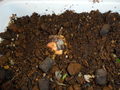 DSC00240.JPG