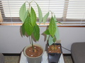 DSC00515.JPG