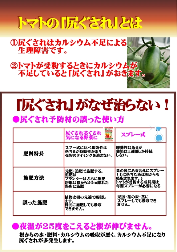 トマトの尻ぐされ.jpg トマトの尻ぐされ.jpg