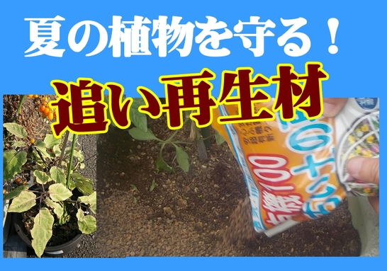 夏の植物を守る追い再生材.jpg