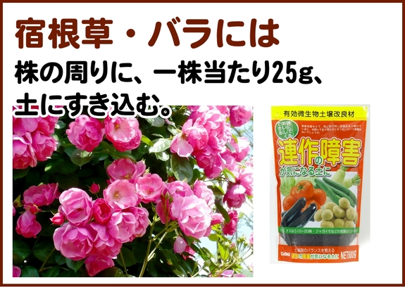 連作障害　花苗.jpg