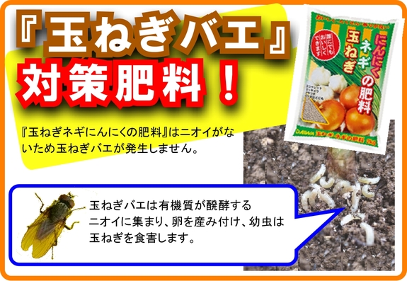 玉ねぎバエ.jpg