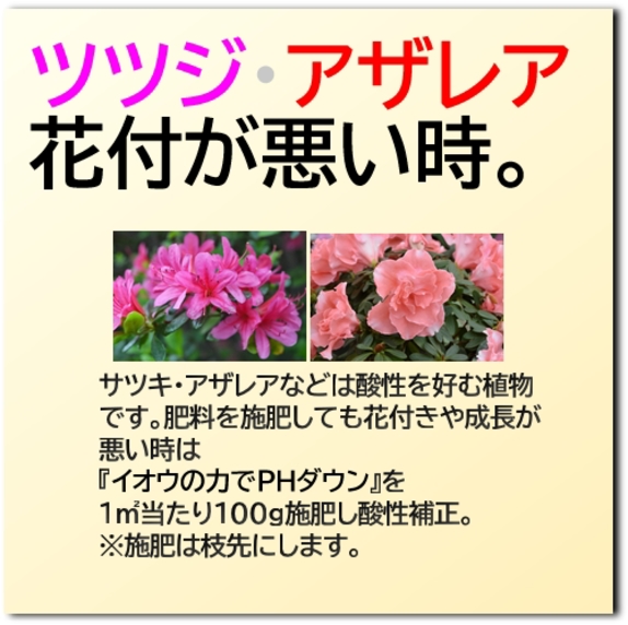 つつじ・アザレア.jpg