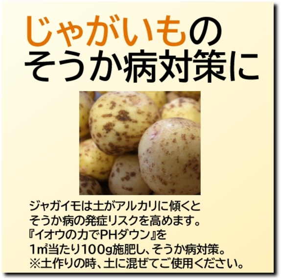ジャガイモ.jpg