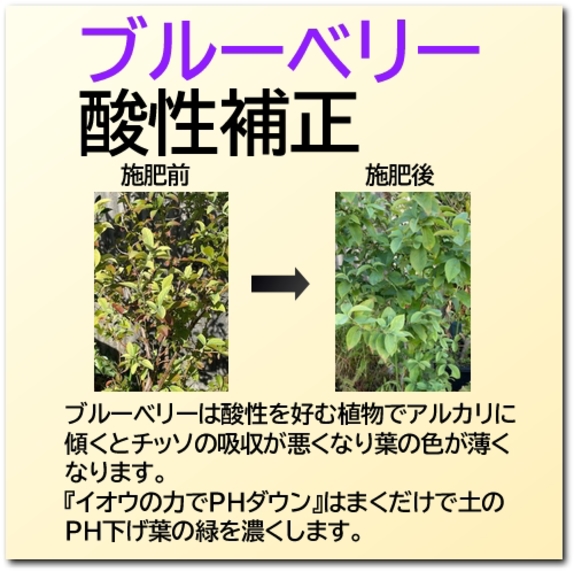 ブルーベリー.jpg