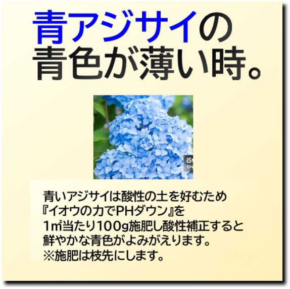 青アジサイ.jpg
