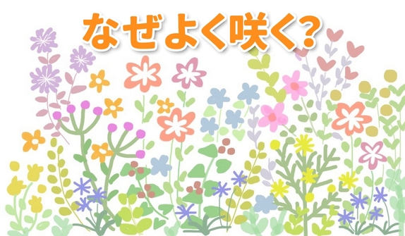 なぜよく咲く.jpg