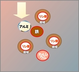 花咲く花の肥料 リン酸　フラワーフェスティバル.jpg