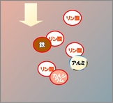 花咲く花の肥料　リン酸　通常.jpg
