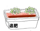 イチゴの追肥.jpg イチゴの追肥.jpg