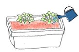 イチゴ 追肥 (2).jpg イチゴ 追肥 (2).jpg
