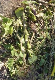 植物残渣１０.jpg