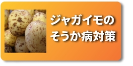 尻ぐされ　ジャガイモ.jpg