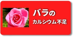 尻ぐされ　バラ.jpg